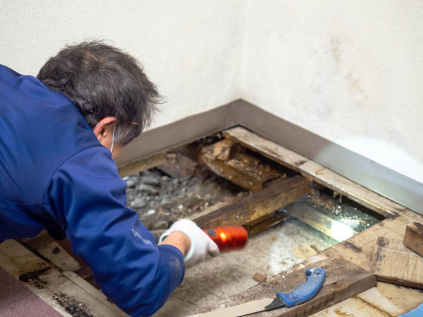 Island Park, NY Mold Remediation Company