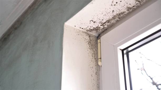 Best Attic Mold Remediation in Island Park, NY