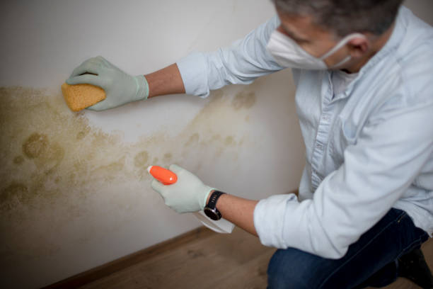 Best Black Mold Remediation in Island Park, NY