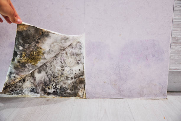 Best Industrial Mold Remediation in Island Park, NY